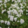 MARGINAL - Mazus reptans alba   1L