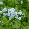 MARGINAL - Myosotis scorpioides   1L