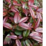 Leucothoe 'Carinella'   2L
