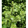 Pittosporum tenuifolium   3L