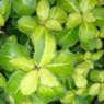 Pittosporum tenuifolium 'Abbotsbury Gold' (F)  3L