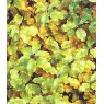 Pittosporum tenuifolium 'Warnham Gold'   3L