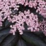 Sambucus nigra 'Black Beauty'  3L