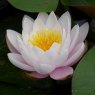 LILY  (MEDIUM) - Nymphaea Marliacea Rosea   3L