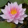 LILY  (LARGE) - Nymphaea Mrs Richmond   3L