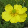 MARGINAL - Ranunculus flammula   1L
