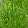 MARGINAL - Scirpus cernuus   1L