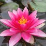 LILY  (LARGE) - Nymphaea Attraction   3L