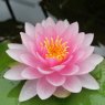 LILY  (LARGE) - Nymphaea Darwin (Hollandia)   3L