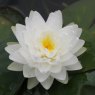 LILY  (MEDIUM) - Nymphaea Gonnere   3L