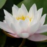 LILY  (LARGE) - Nymphaea Marliacea Carnea   3L