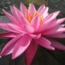 LILY  (MEDIUM) - Nymphaea Mayla   3L
