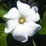 Gardenia jasminoides 'Kleim's Hardy'  3L
