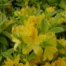 DECIDUOUS AZALEA 'Gold Topas'  4L