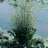 MARGINALAlisma plantago aquaticum3