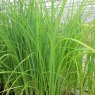 MARGINAL - Carex acuta   1L