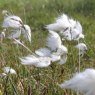 MARGINAL - Eriophorum angustifolium   1L