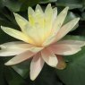 LILY  (MEDIUM) - Nymphaea Barbara Dobbins   3L