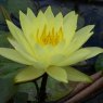 LILYNymphaea Lemon Mist2