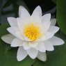LILY  (LARGE) - Nymphaea Virginalis   3L