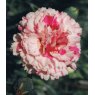 GARDEN PINK Dianthus 'Bailey's Celebration'   9cm