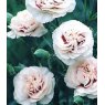 GARDEN PINK Dianthus 'Cranmere Pool'  9cm