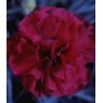 GARDEN PINK Dianthus 'Devon Wizard'   9cm