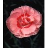 GARDEN PINK Dianthus 'Doris'   9cm