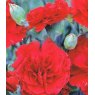 GARDEN PINK Dianthus 'Houndspool Cheryl'   9cm