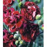 GARDEN PINK Dianthus 'Laced Monarch'   9cm