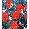 GARDEN PINK Dianthus 'Lady In Red'   9cm
