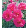 GARDEN PINK Dianthus 'Lily The Pink'   9cm