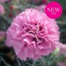 GARDEN PINK Dianthus 'Pink Ruffles'   9cm