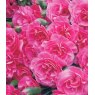 GARDEN PINK Dianthus 'Valda Wyatt'   9cm