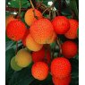 Arbutus unedo  3L