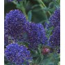 Ceanothus 'Concha'   3L