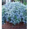Ceanothus thysiflorus var. repens   3L