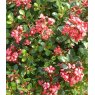 Escallonia 'Red Dream'   3L