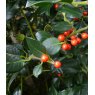 Ilex aquifolium 'J.C. van tol' (H)   3L