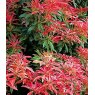 Pieris 'Forest Flame'   3L