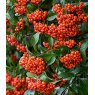 Pyracantha 'Saphyr Orange' (CADANGE)   3L