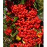 Pyracantha 'Saphyr Rouge' (CADROU)   3L