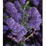 Ceanothus 'Italian Skies'   3L