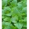 HERB Balm - Lemon   8.5cm/9cm