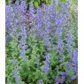 HERB Catmint  9cm HERB Catmint  9cm
