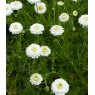 HERB Chamomile - Double  9cm