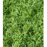 HERB Chamomile - Lawn / Treneague   9cm