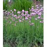 HERB Chives - Common   8.5/9cm HERB Chives - Common   8.5/9cm