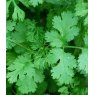 HERB Coriander   8.5/9cm HERB Coriander   8.5/9cm