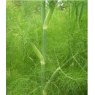 HERB Fennel - Green  8.5/9cm